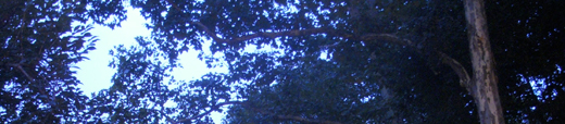 j0731 j0731