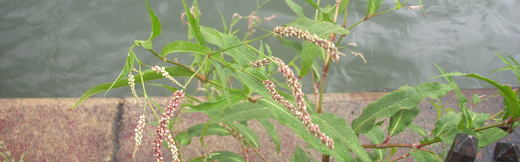 j0826 j0826