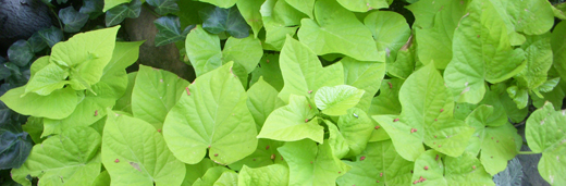 j0925 j0925